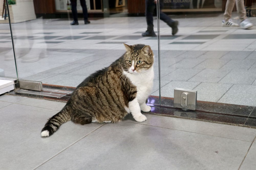 7 yaşındaki "Dombili" diyet yapamıyor: "Biri kıymalı pidenin kıymasını, diğeri köfte veriyor" - 1