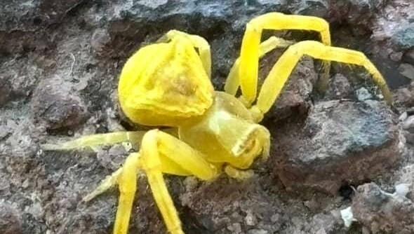 Elazığ’da Sarı Yengeç örümceği görüldü