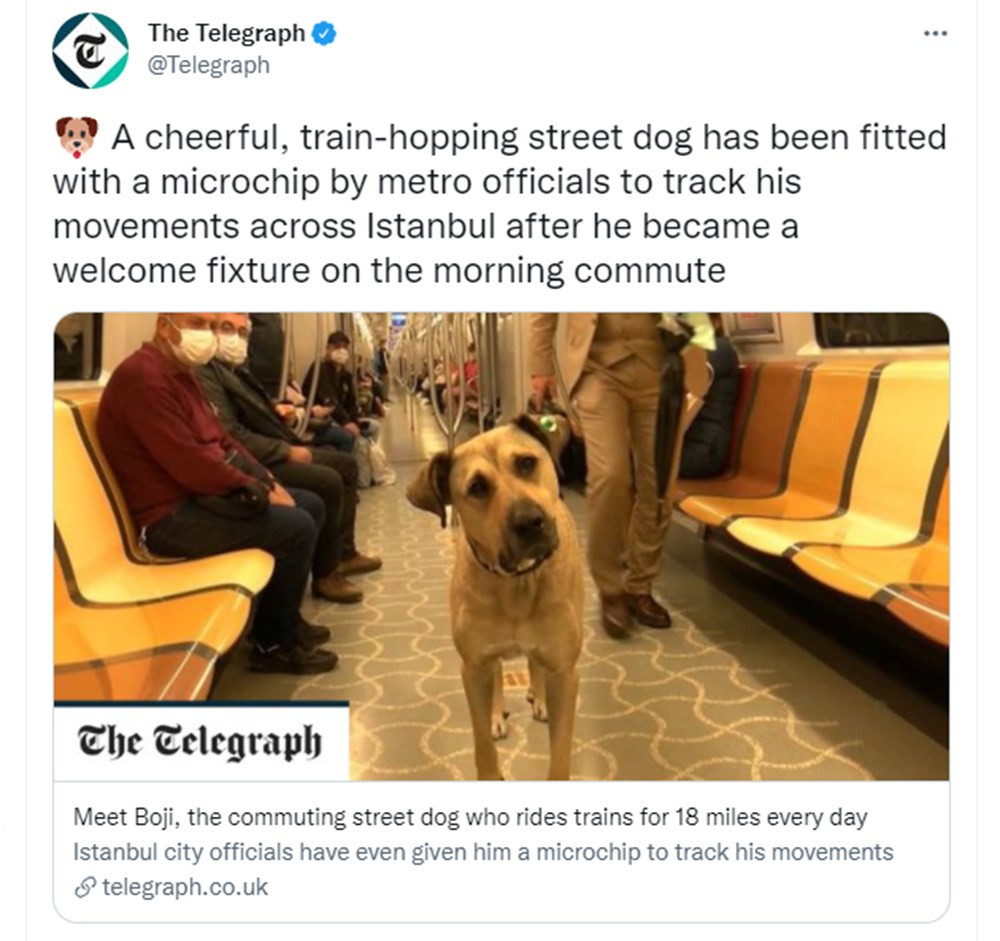Gezgin köpek Boji dünya basının gündeminde - 10