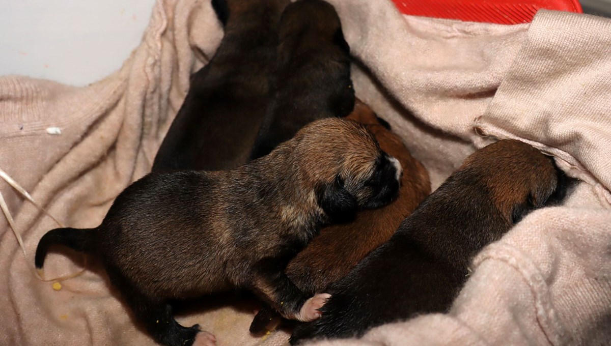 Temizlik işçileri çöp konteynerindeki kolide 5 yavru köpek buldu