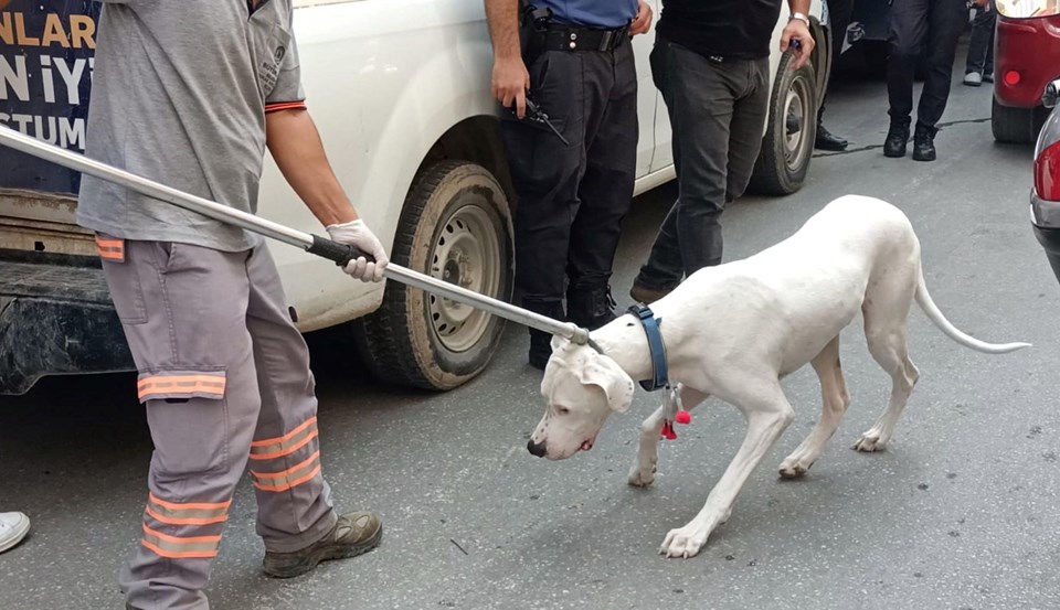 Alkollü sürücü ehliyetini isteyen polisin üzerine yasaklı ırk köpeğini saldı - 1