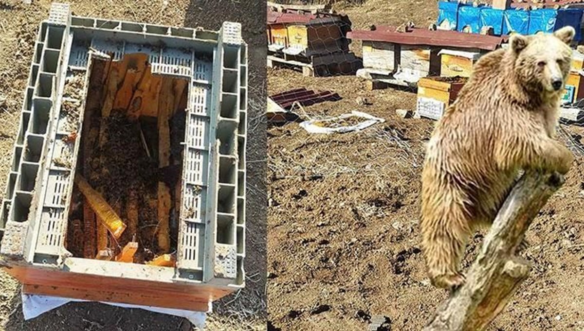 Kış uykusuna yatmayan ayılar, kovanlara dadandı Kış uykusuna yatmayan ayılar, kovanlara dadandı