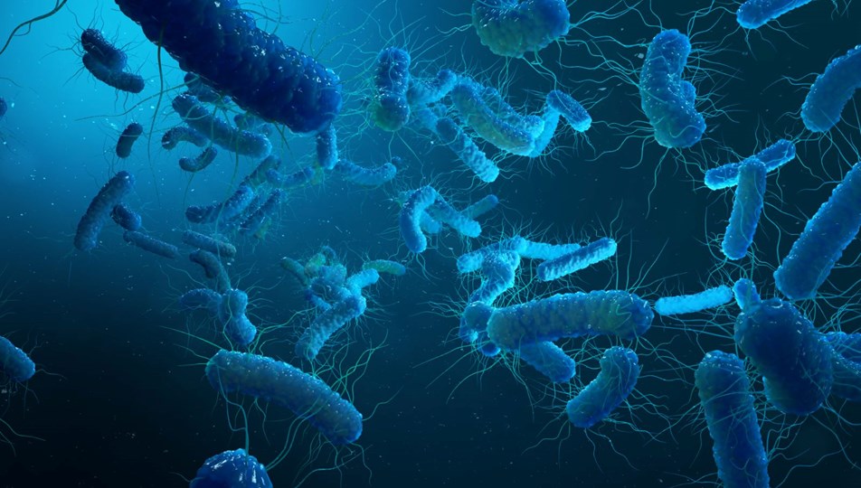 Klinikte legionella bakterisi kabusu: 6 kişi öldü