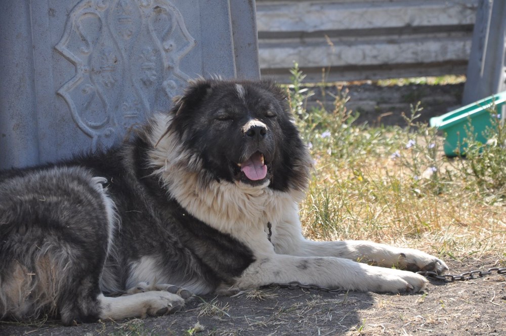 Coğrafi işaretli Kars çoban köpeğinin saflaştırılması için çalışma başlatıldı - 2