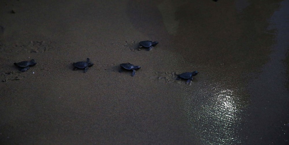 35 bin yavru caretta caretta denizle buluştu - 8