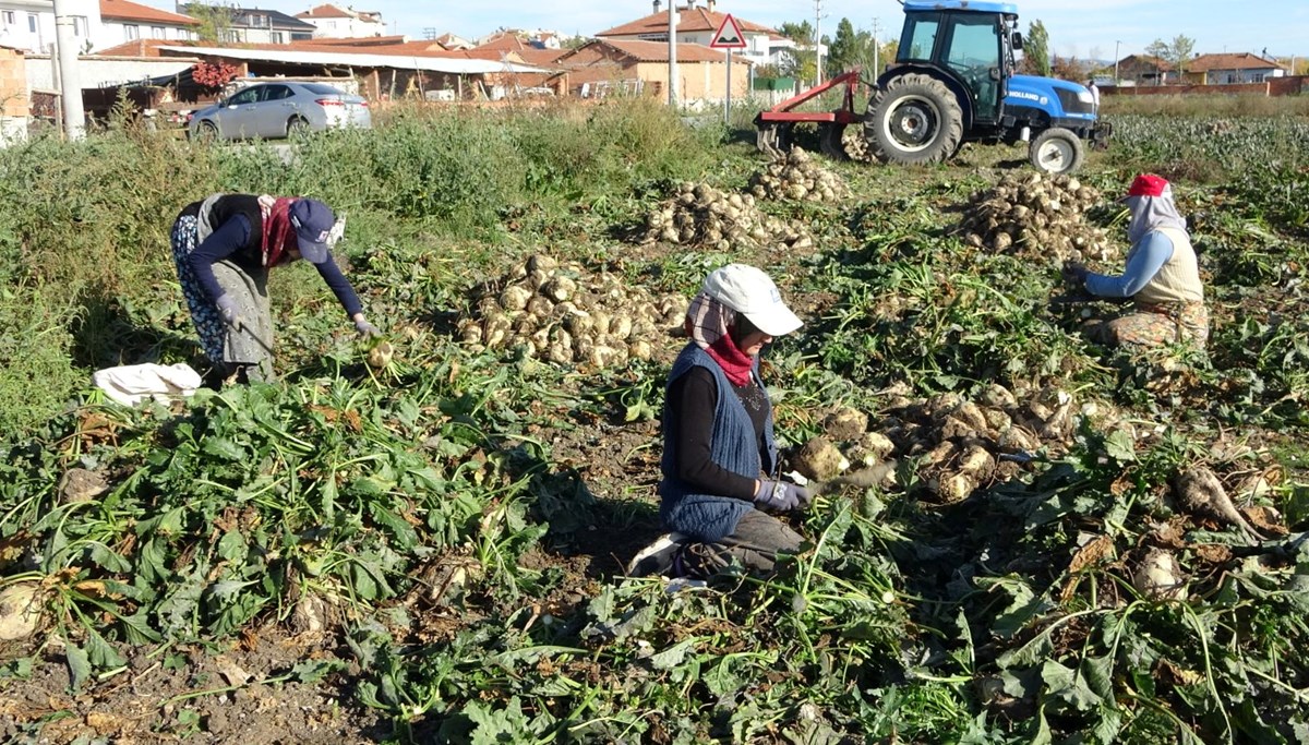 Söküm mesaisi başladı: Tarladan fabrikaya gönderiliyor
