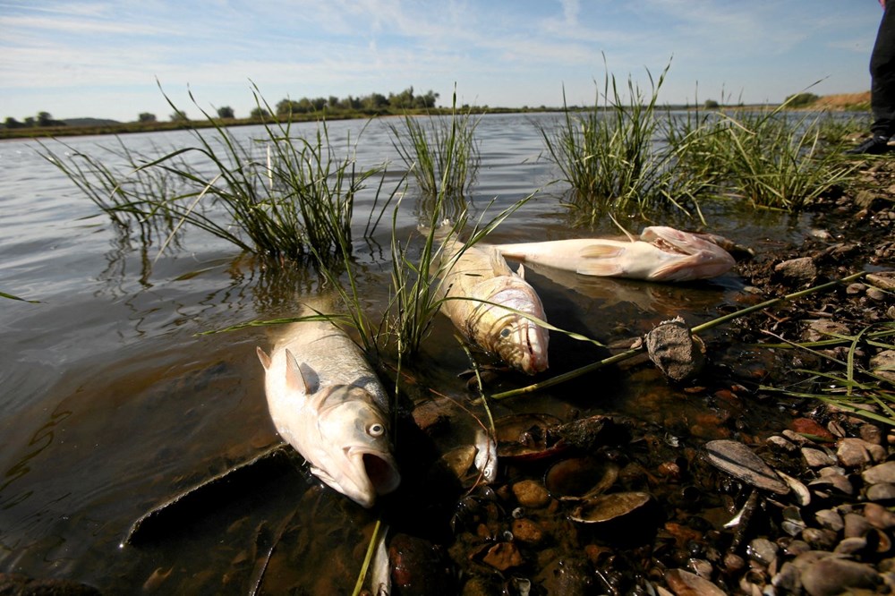 Polonya'nın Oder Nehri'nde ekolojik felaket: Binlerce balık nedeni bilinmeyen bir şekilde öldü - 2