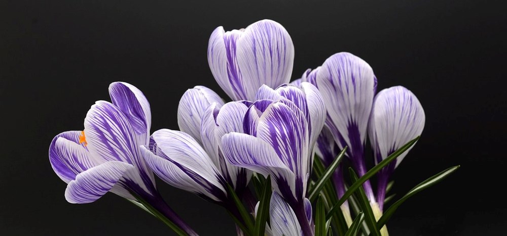 Nevruz Bayramı ne zaman, kimler tarafından kutlanır? Nevruz Bayramı gelenekleri - 2