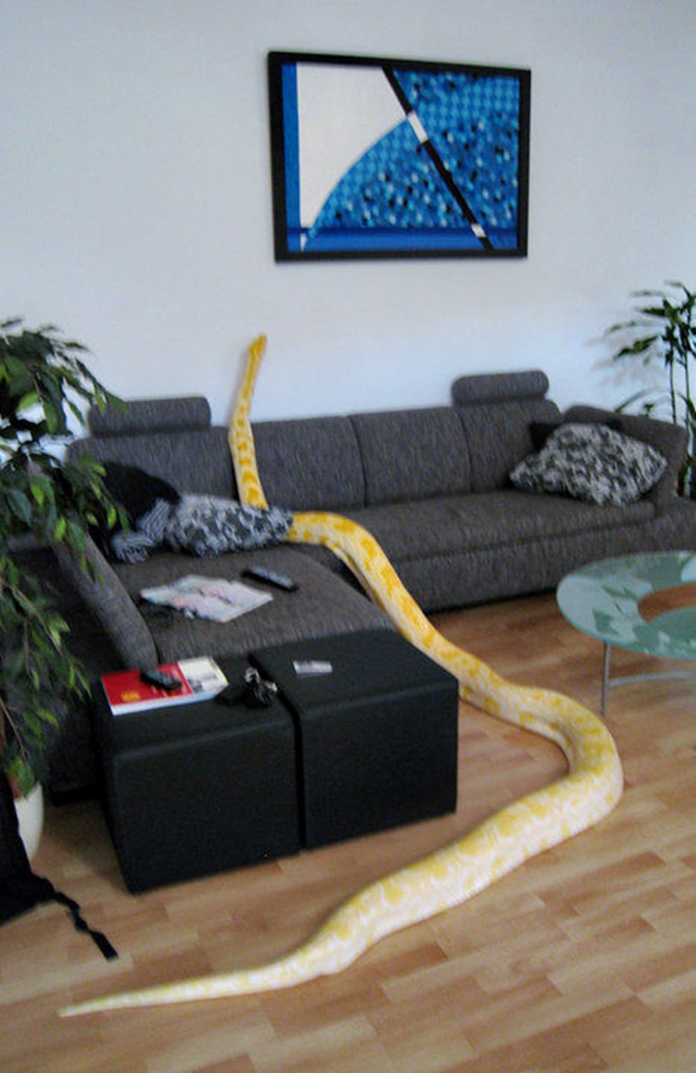 Завести дома змею. Питон питомец. Змеи в доме. Змея в квартире. Питон змеи домашние.