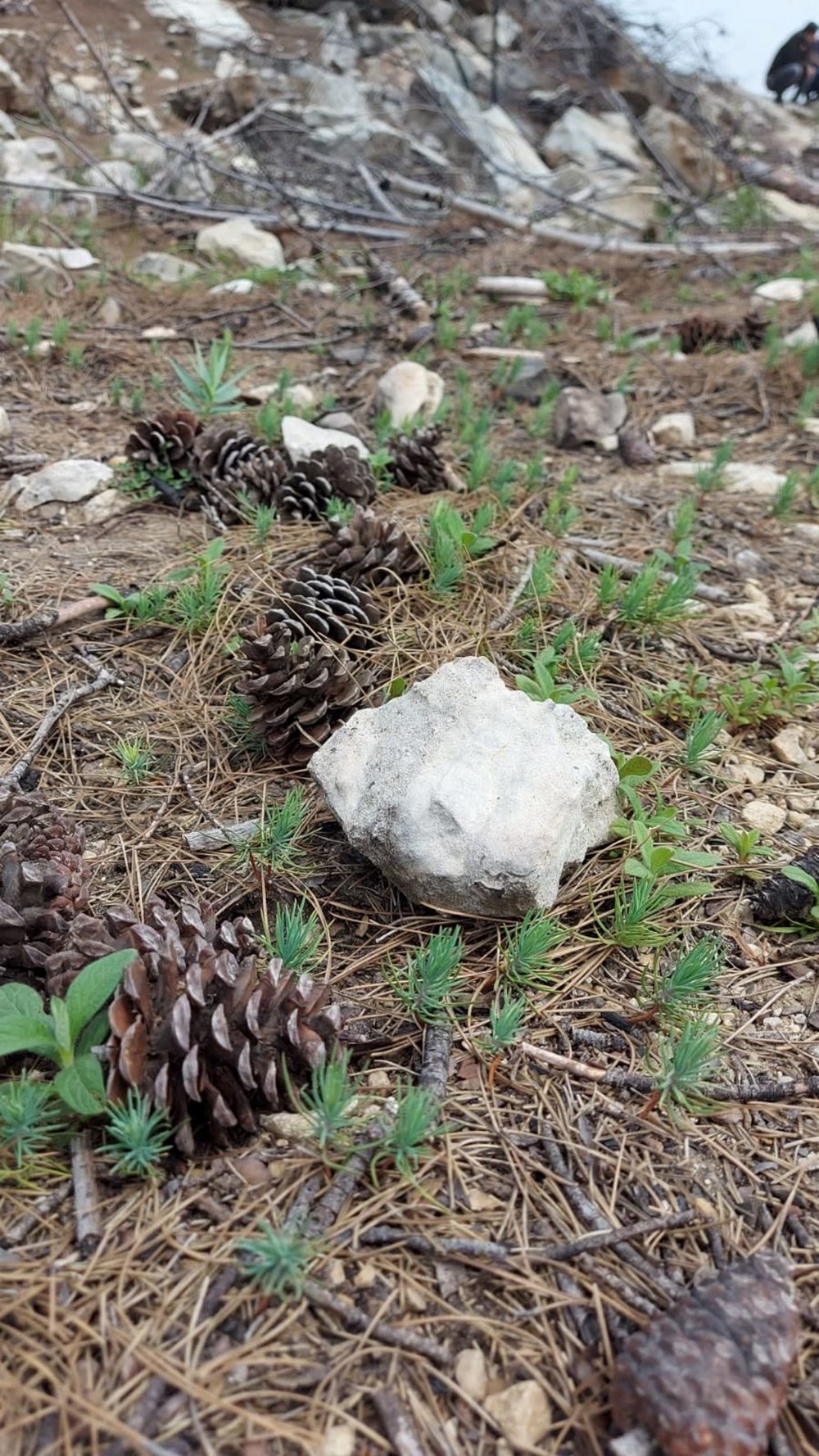 Manavgat küllerinden doğuyor: Kızılçam tohumları filizlendi - 6