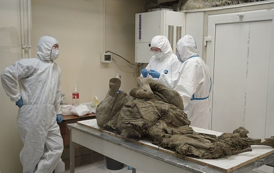 Rus bilim insanları, 50 bin yıl önceki virüsleri tespit etmeye çalışıyor - 1