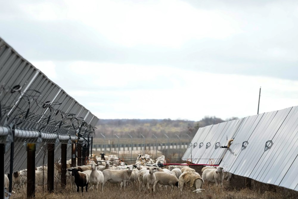 Koyunlar ilk kez İç Anadolu’da beslenmiş: Genetik araştırma evcilleşmenin Aşıklı Höyük’te başladığını ortaya koydu - 5