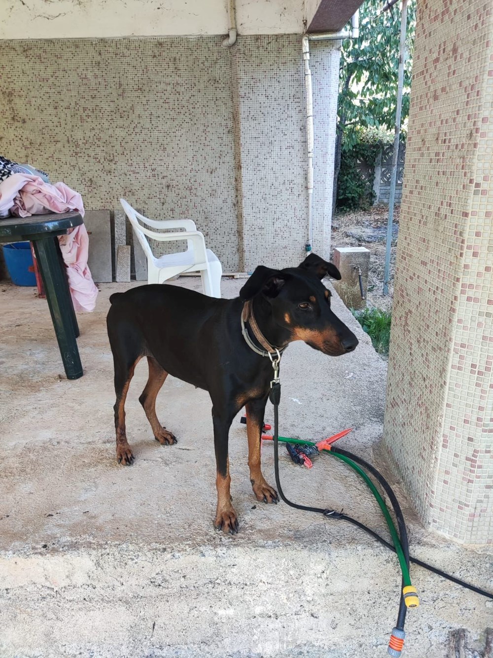 Kayıp Korhan Berzeg’in geri dönen köpeğinde ilginç bulgular | Sağlıklı ve bakımlı, alıkonulmuş olabilir - 5