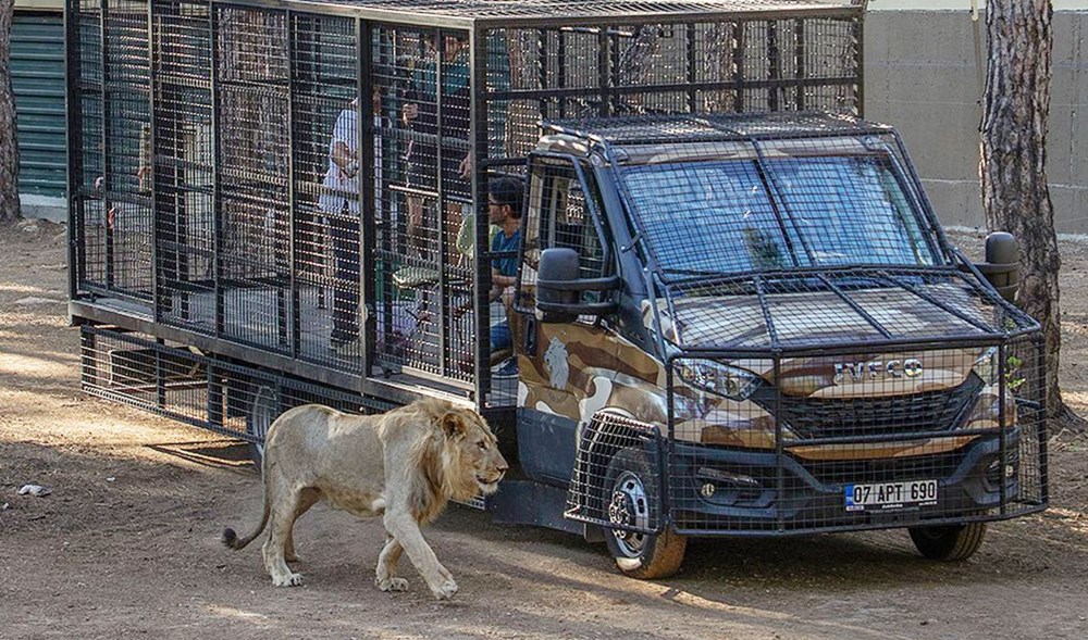 Antalya'da telli kamyonetle 'aslan safarisi'ne tepki - 3