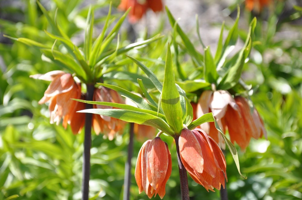 "Ağlayan Gelin"i görmek için 2 bin 900 rakıma kadar çıktılar - 2