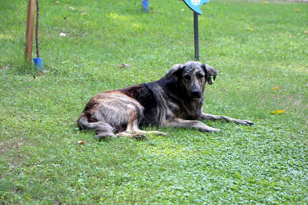 Adana'da termometreler 45 dereceyi gösterdi - 9