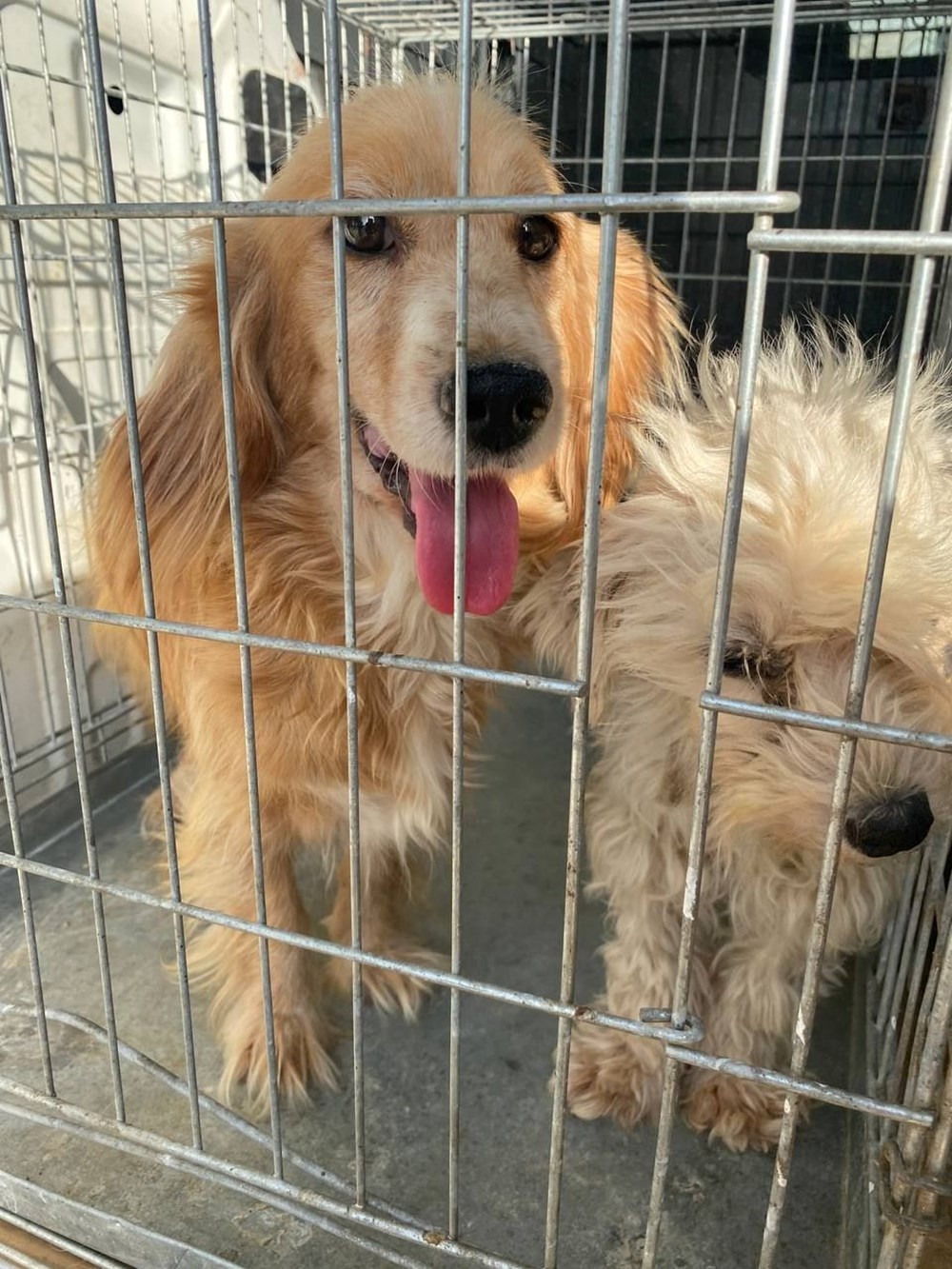 Boş çiftlikte 16 köpek ölüme terk edildi - 10