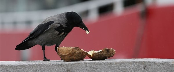 Fast food kargaların da kolesterolünü artırdı