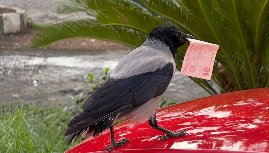 Poğaçayla besliyordu: Kargaya 10 TL'sini kaptırdı