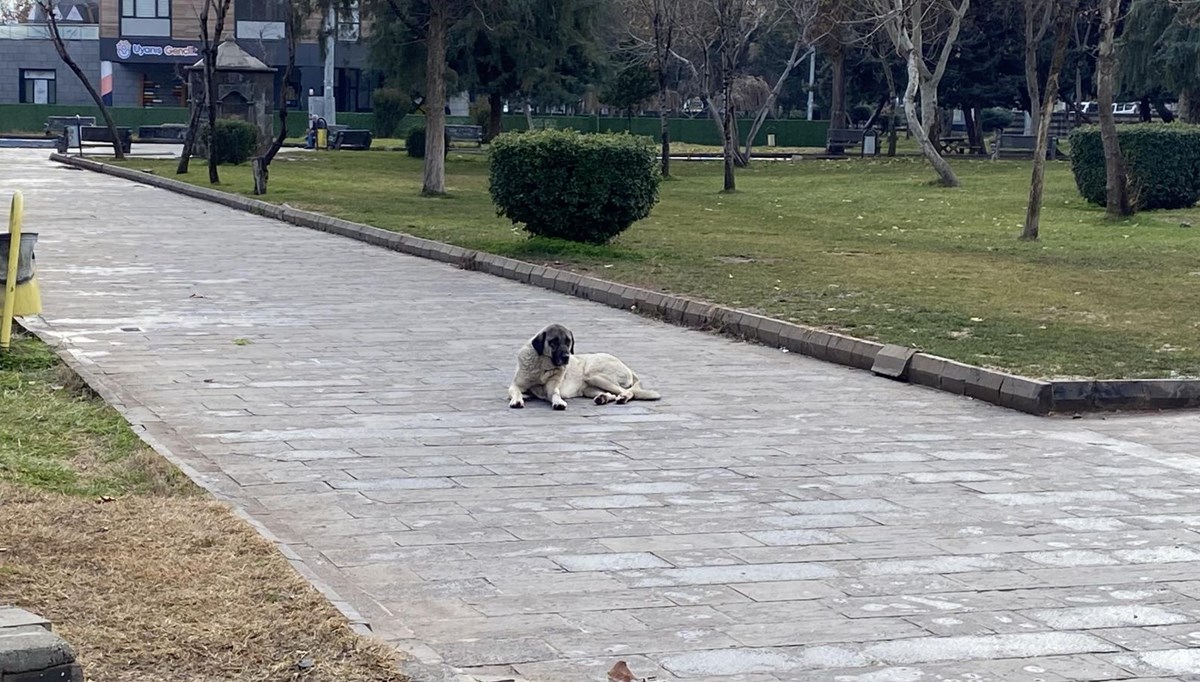 5 yaşındaki çocuk köpek saldırısında yaralandı