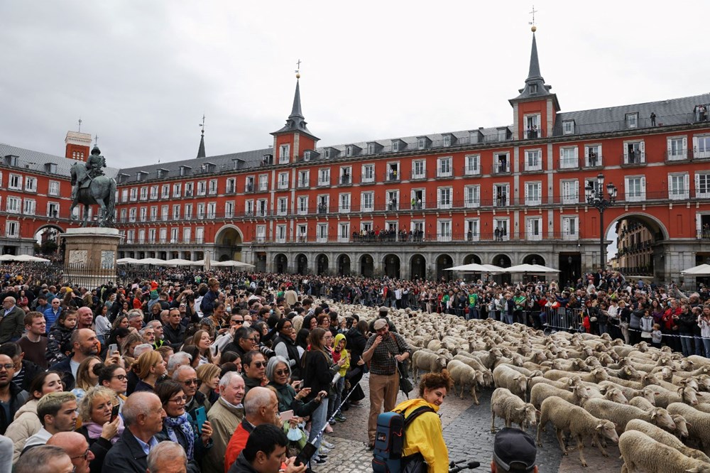 Madrid'de koyunlar şehre indi - 4