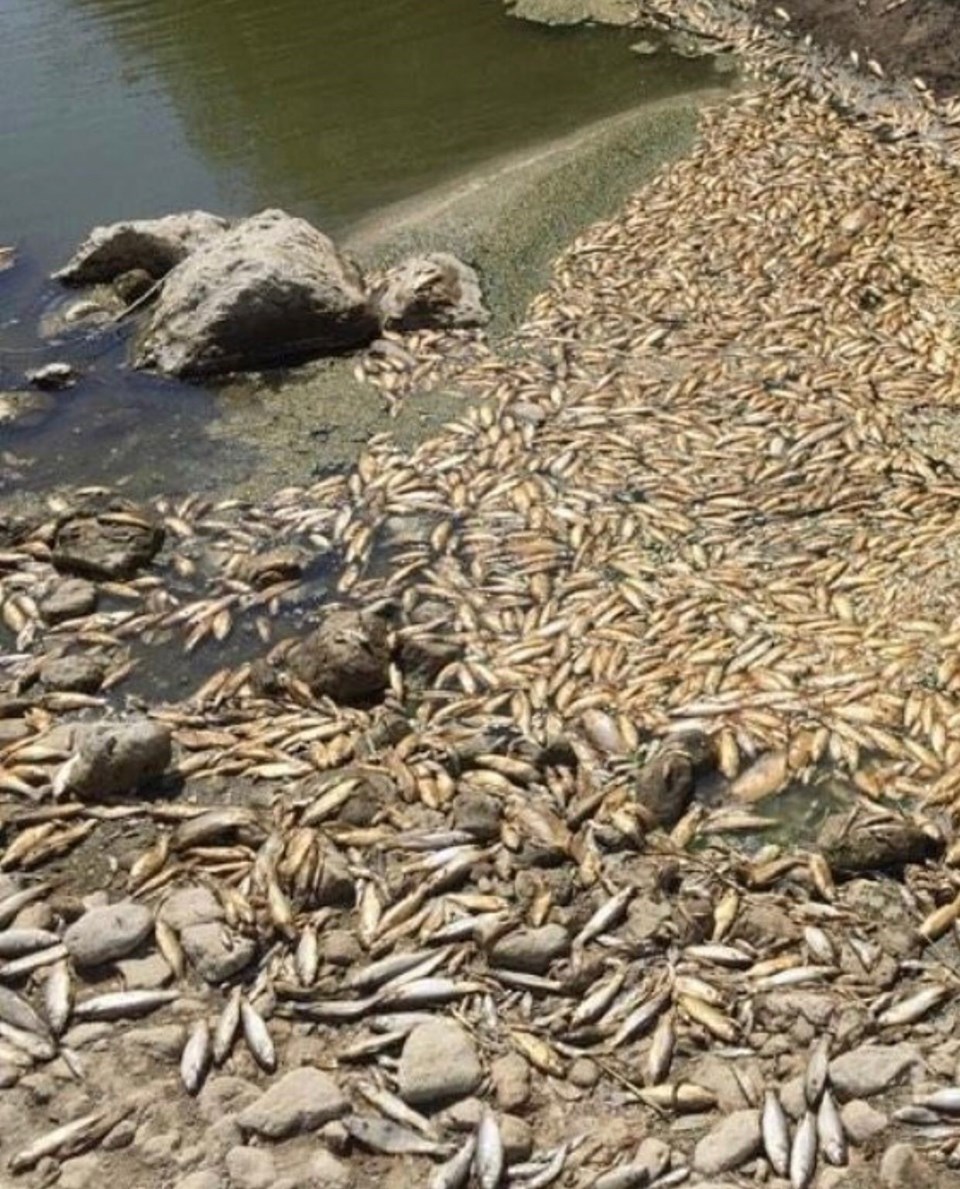 Asi Nehri'nde su seviyesi azalınca balıklar öldü - 1