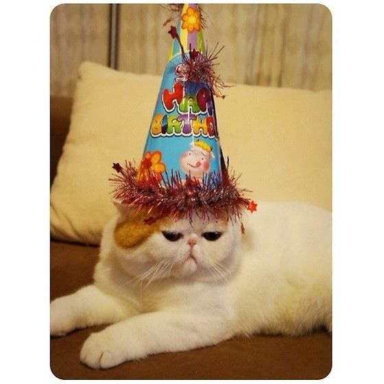 Кошка С Днем Рождения Фото
