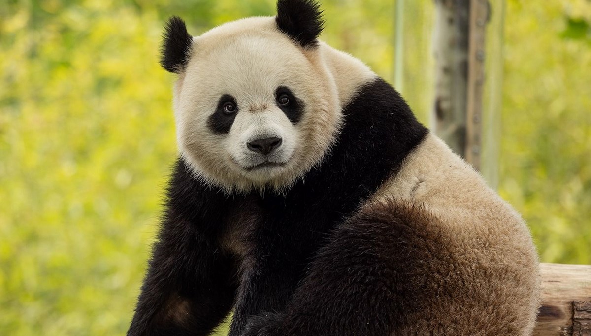 Çin ve ABD arasında panda diplomasisi: İki yeni panda gönderiyor