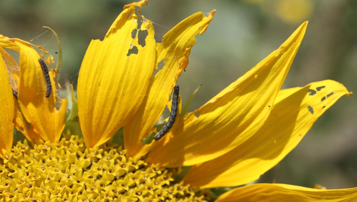 Tarım alanlarına tırtıl saldırısı | 1975 ve 2012'de de görüldü