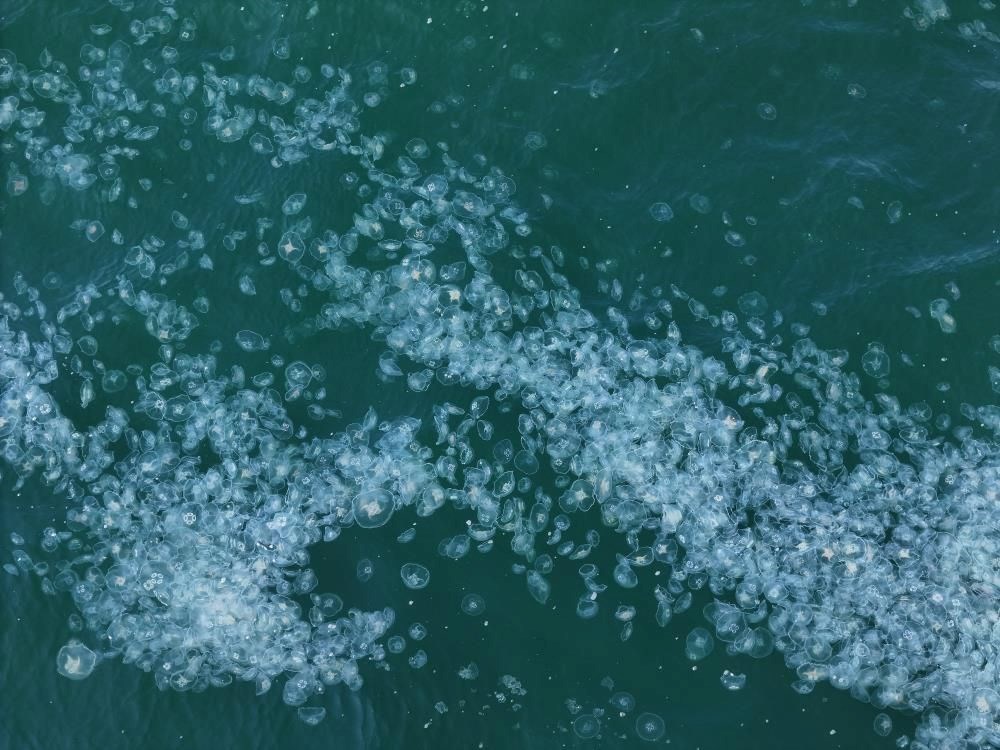 تركيا اليوم صورة مثيرة للقلق قبالة ساحل إسطنبول.. يمتد من سراي بورنو إلى بكركوي صورة مرعبة قبالة سواحل إسطنبول: تمتد من سراي بورنو إلى بكركوي - 3