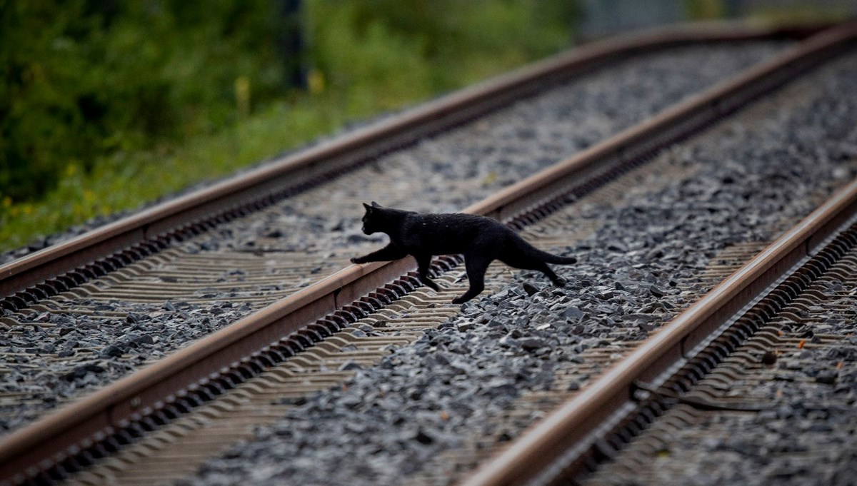 Katalonya'da kara kedi alarmı