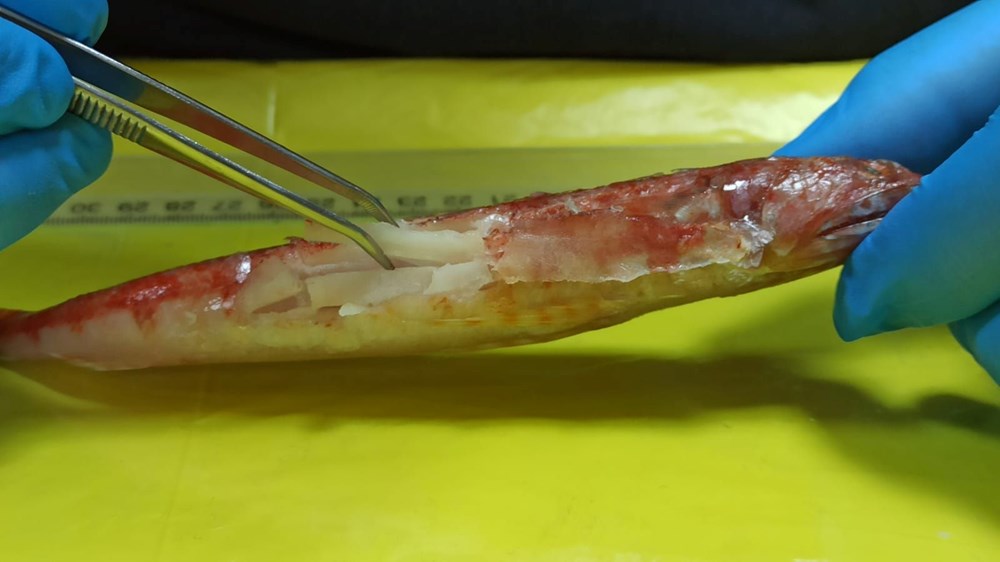 Kızıldeniz'de yaşayan balık türü ilk kez Akdeniz'de görüldü - 4