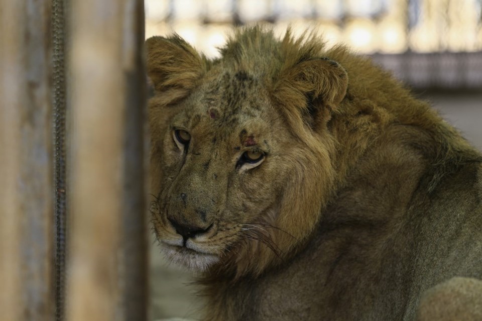 Sudan'da açlıktan ölmek üzere olan aslanlara hayvanseverler sahip çıktı - 1