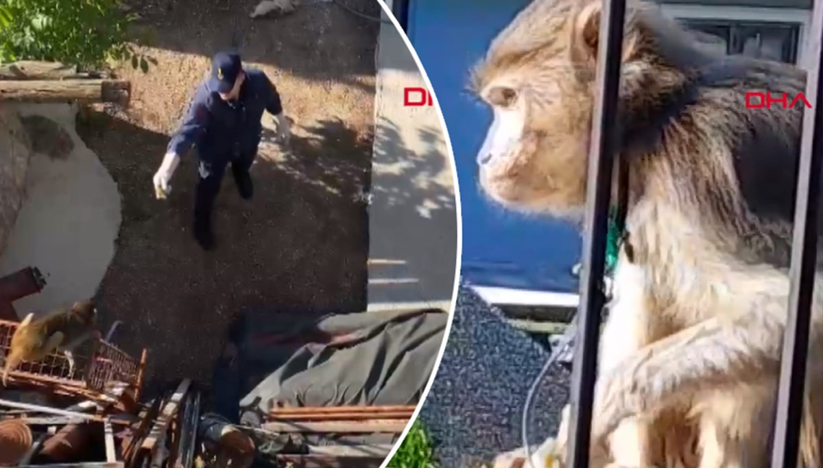 Muğla'da maymun kovalamacası: Maymun önde, mahalleli arkada!