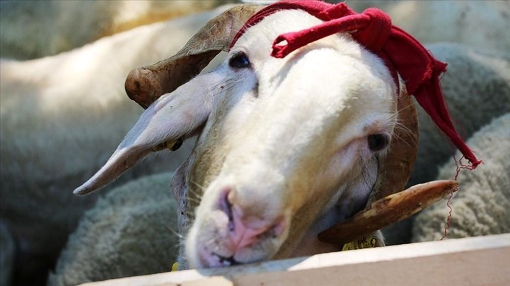 Kurban kesecekler dikkat! Bu düzenlemeye uymayanlara 464 bin liraya kadar para cezası - 3