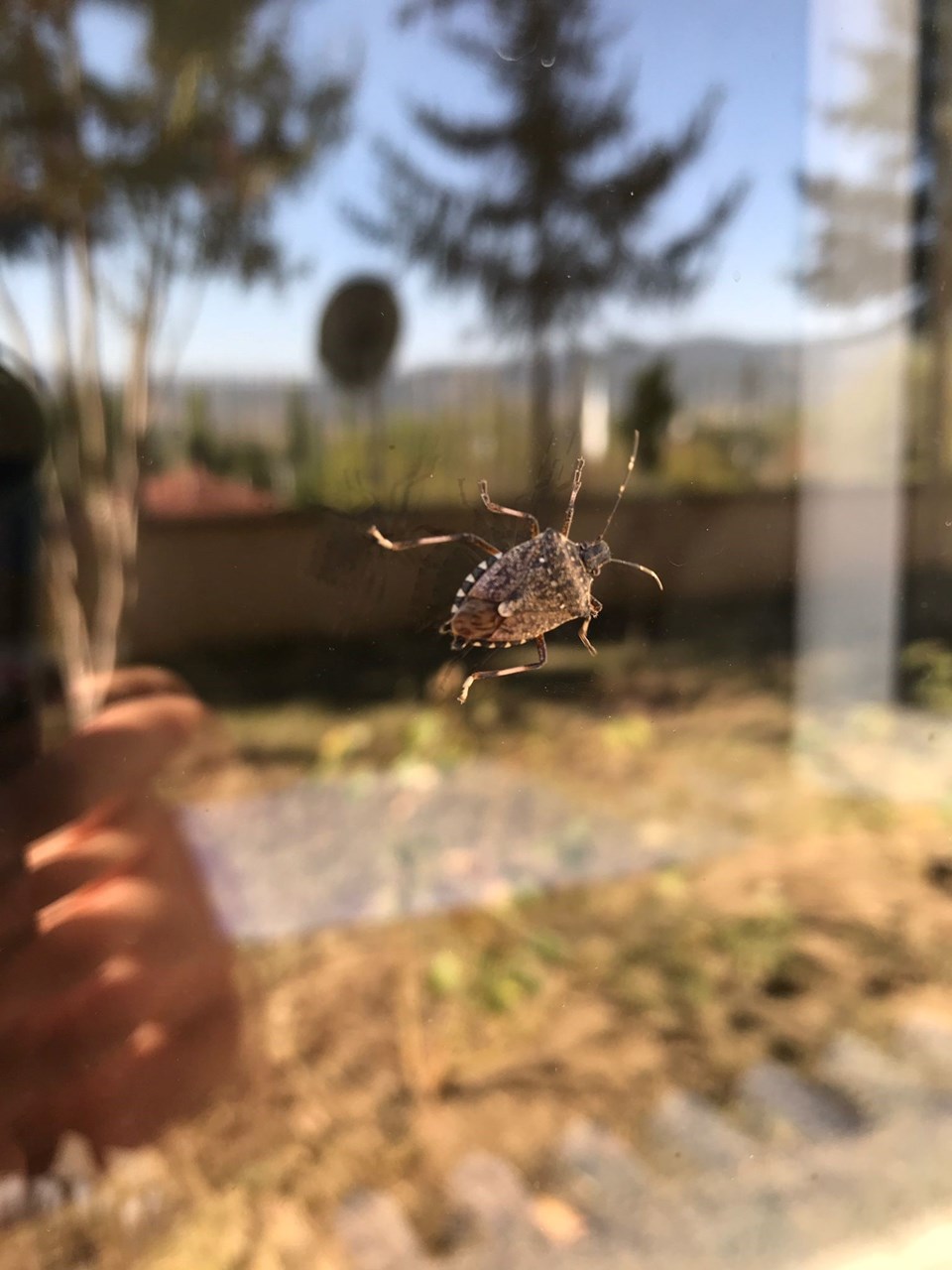 Çiftçileri panik sardı: Gördüğünüz yerde imha edin! - 1