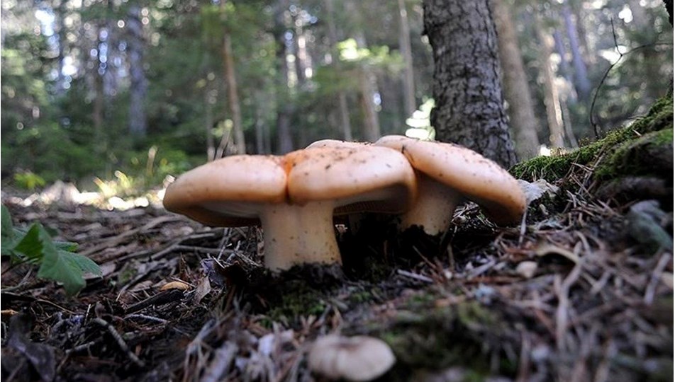 Giresun ve Çorum'da 23 kişi mantardan zehirlendi