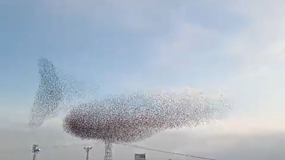 Sığırcıkların Dansı: Gökyüzünde Büyüleyici Bir Balerin Şovu 73 UT4ZRXuM50GufiggYrqq8w