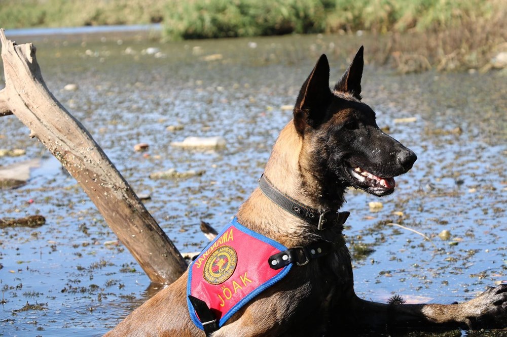 Kadavra köpekleri su altında sekiz ceset buldu NTV