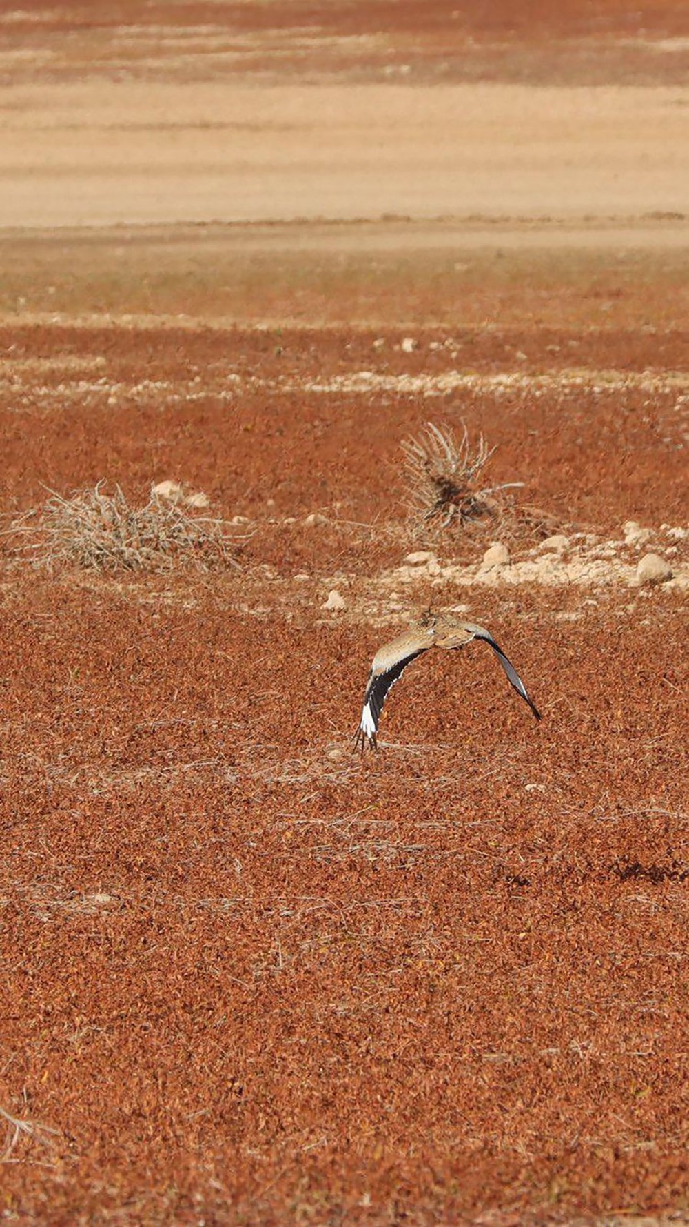 7 yıl sonra Trabzon'da görülen yakalı toy kuşunu avcılar vurdu - 2