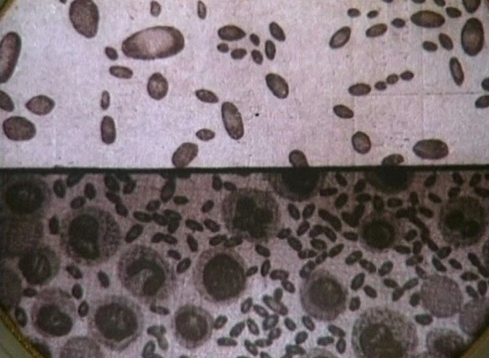 70 yıl sonra gelen itiraf: Esirleri canlı canlı parçalara ayırdılar, veba bulaştırdılar - 5