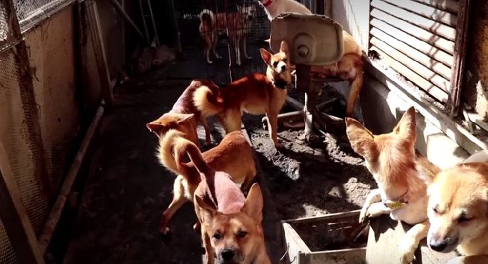 30 metrekarelik evde 164 köpek ile yaşıyorlar - 10