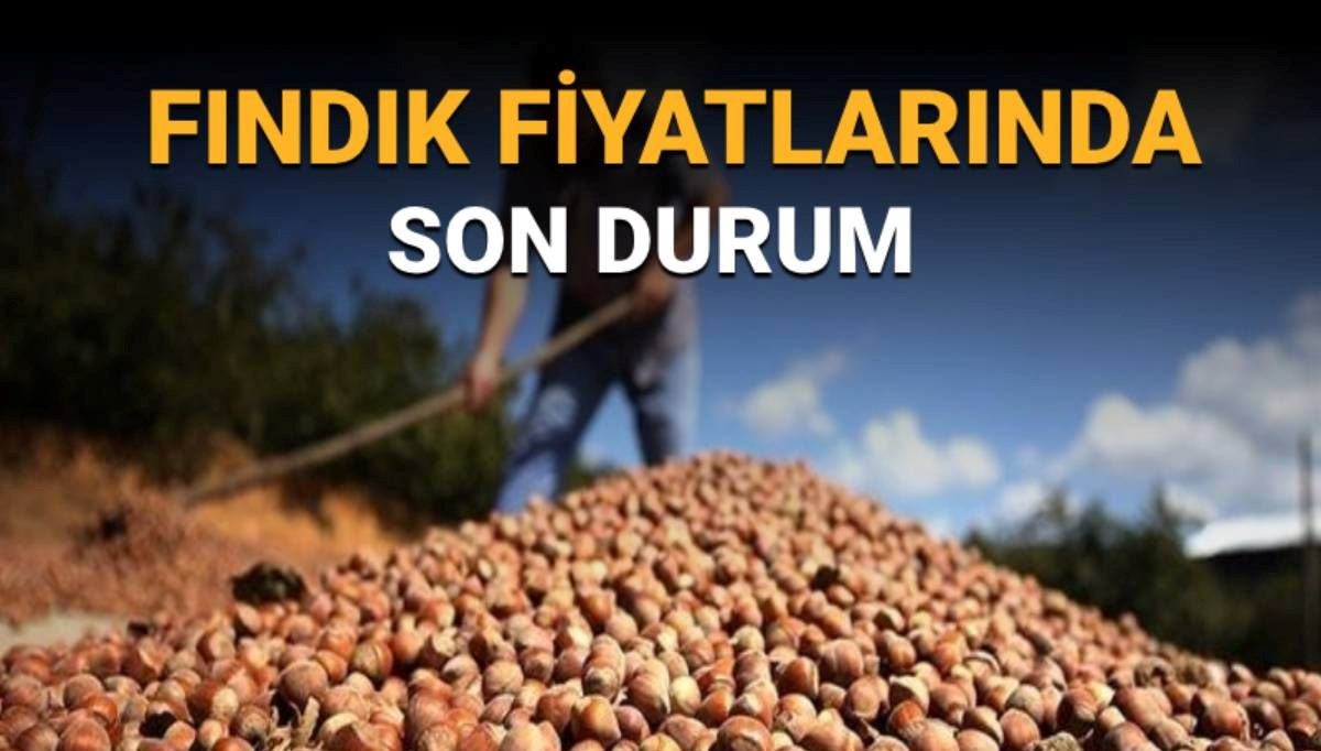 Fındık alım fiyatlarında son durum: TMO fındık fiyatları ne kadar, belli oldu mu?