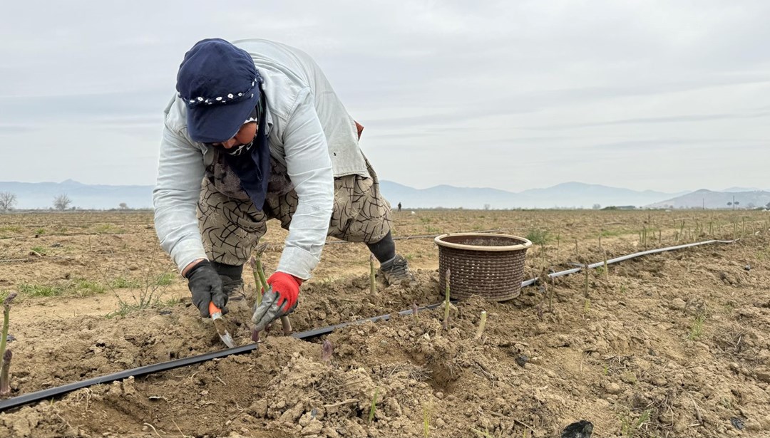 3 yıl önce başladığı kuşkonmaz üretiminde yurt dışına açılmayı hedefliyor