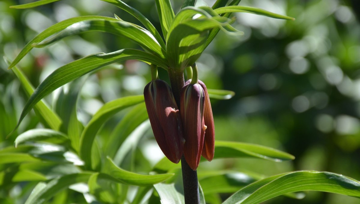 Bu çiçeği koparmanın cezası 60 bin lira