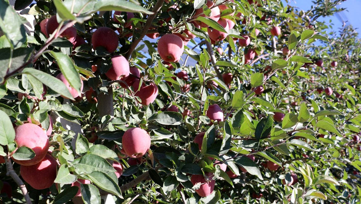 Üretici bu yıl zor sezon geçirdi: Rekolte beklentisi yüzde 40 azaldı