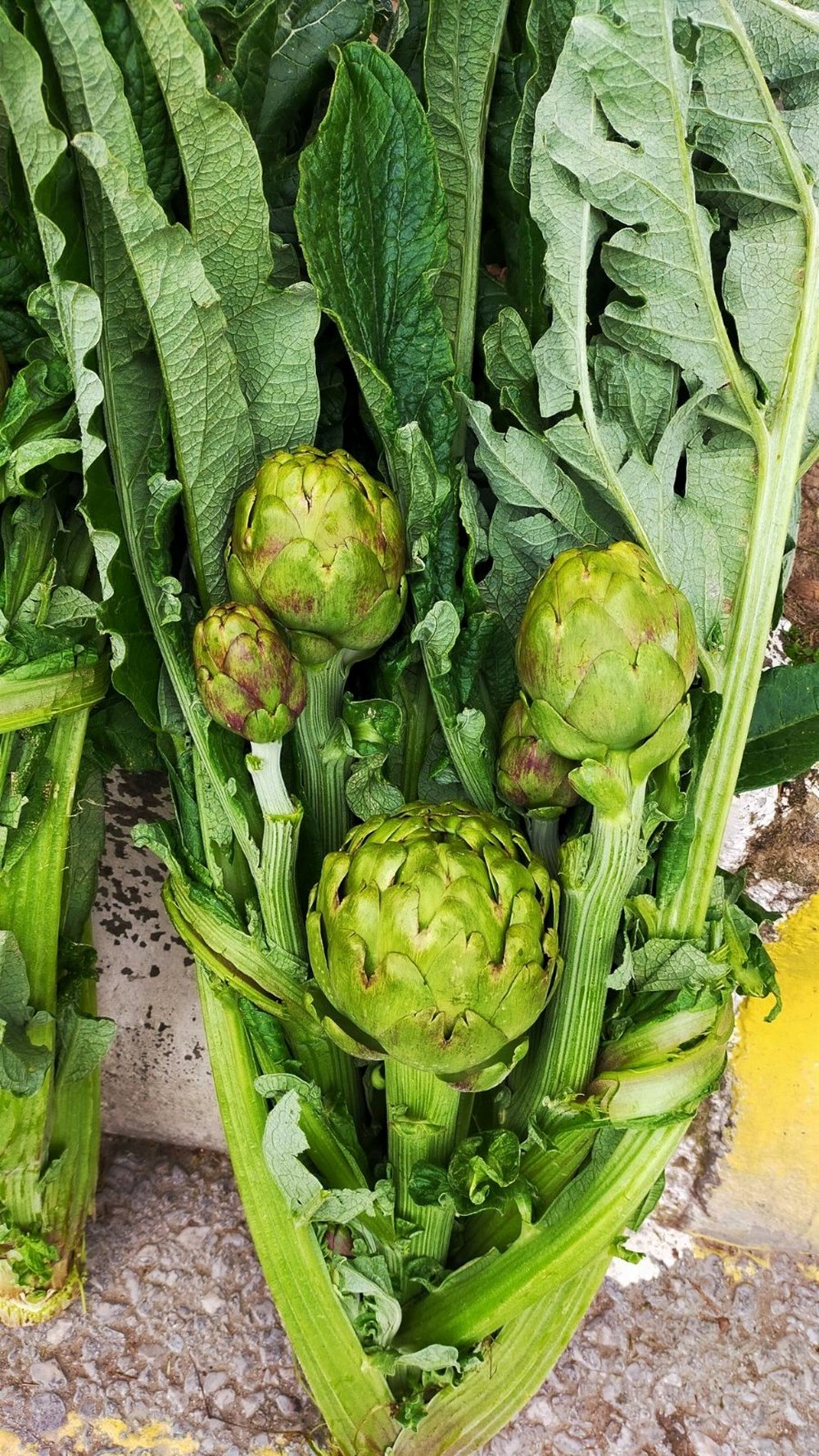 Dönem açıldı, tezgahta yerini aldı: Tanesi 70 TL, hem sağlıklı hem de lezzetli 75 Ua3bz8A8REChArmUHAOU6Q