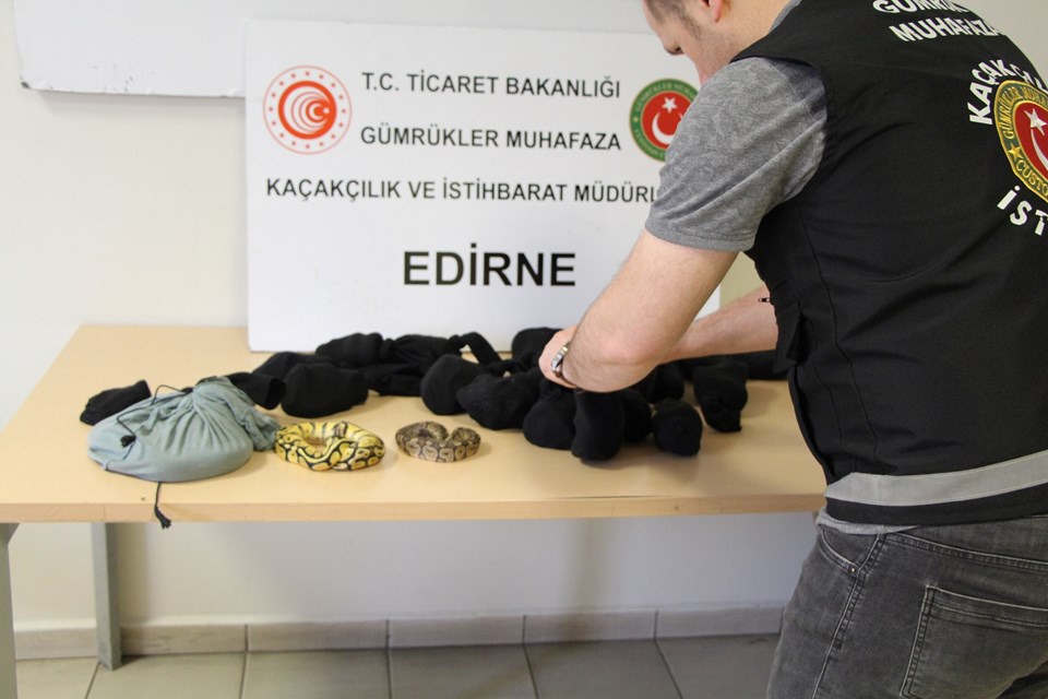 Kapıkule'de kaçak 32 yavru piton yakalandı - Economi