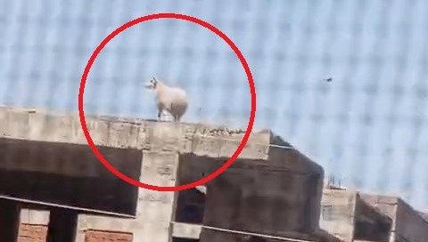 Koç kaçıp 3 katlı binanın üzerine çıktı