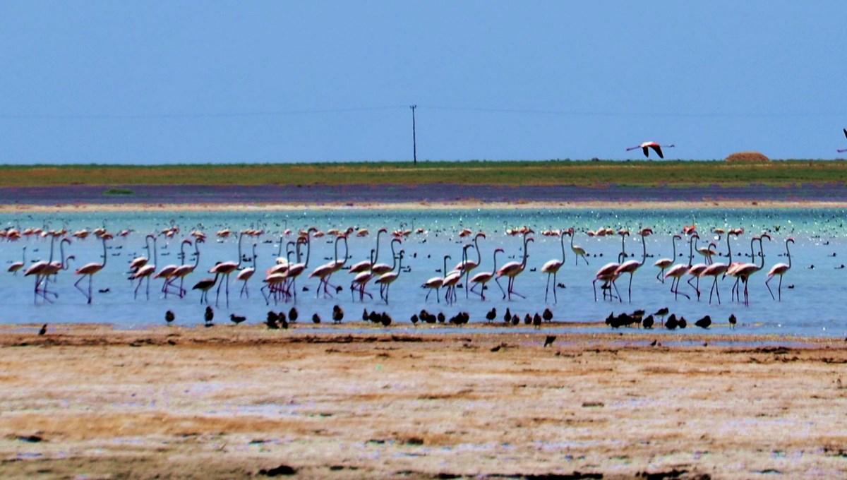 Arin Gölü'nü mesken tutan flamingolar, fotoğrafçıların kadrajında